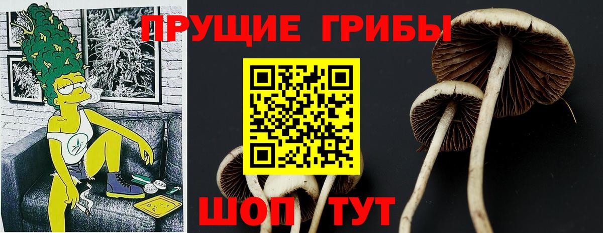 Галлюциногенные грибы Psilocybe Верхняя Салда